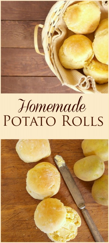 Potato rolls are a favorite at every family gathering. They are delicious and perfect additions to any holiday meal, or just alongside a Sunday dinner. - Teaspoon Of Goodness