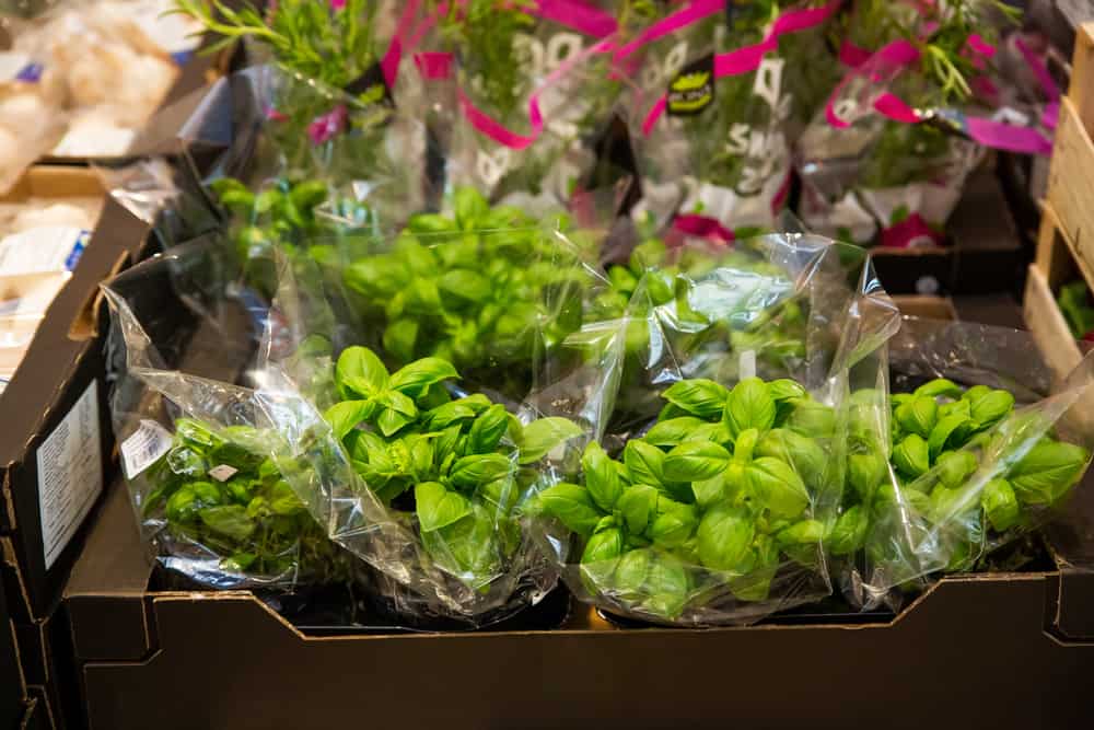 How to Store Basil