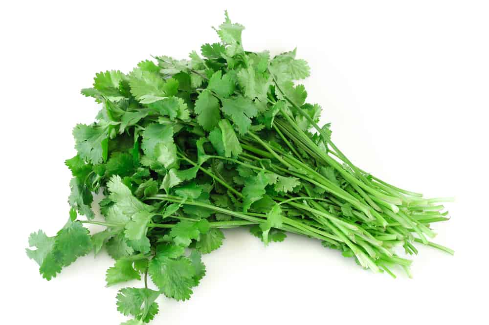 How to store cilantro